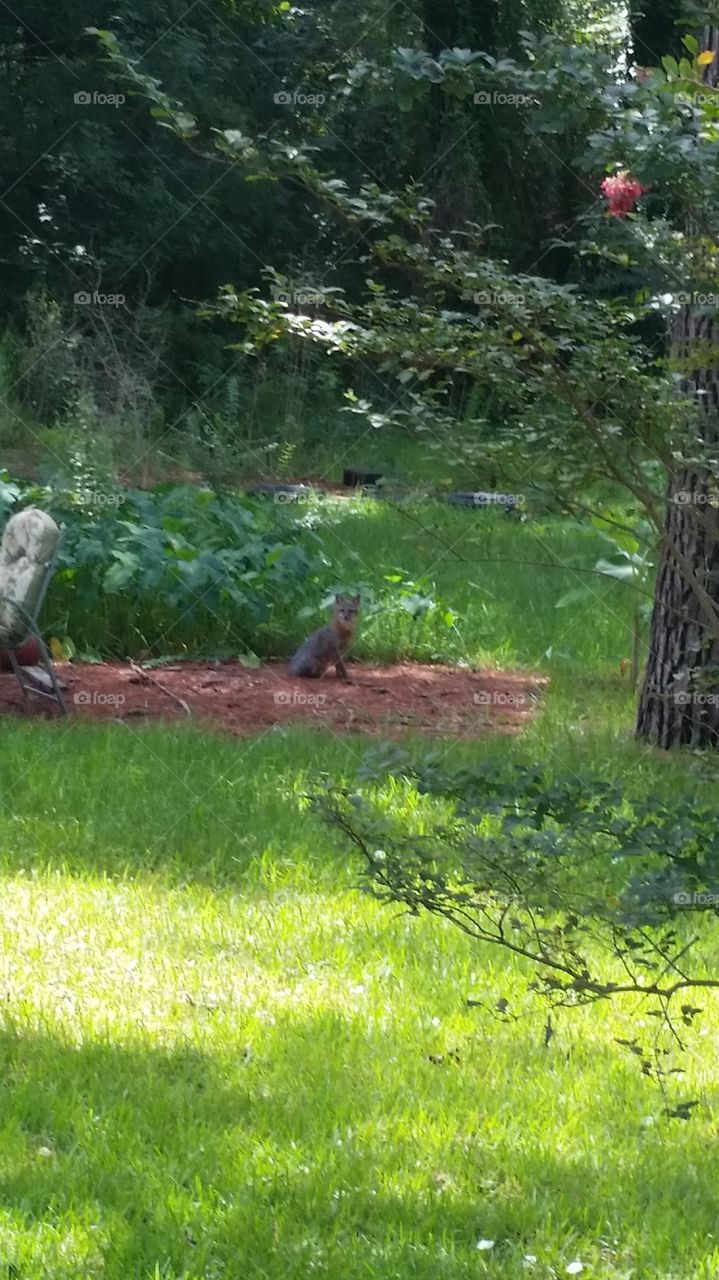 fox. fox in the yard