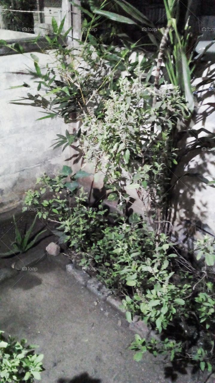 Divya shree Tulsi tree India