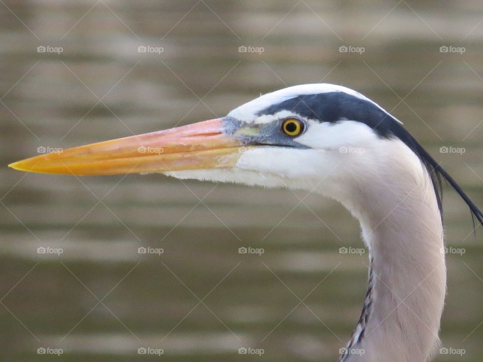 Great Blue Heron