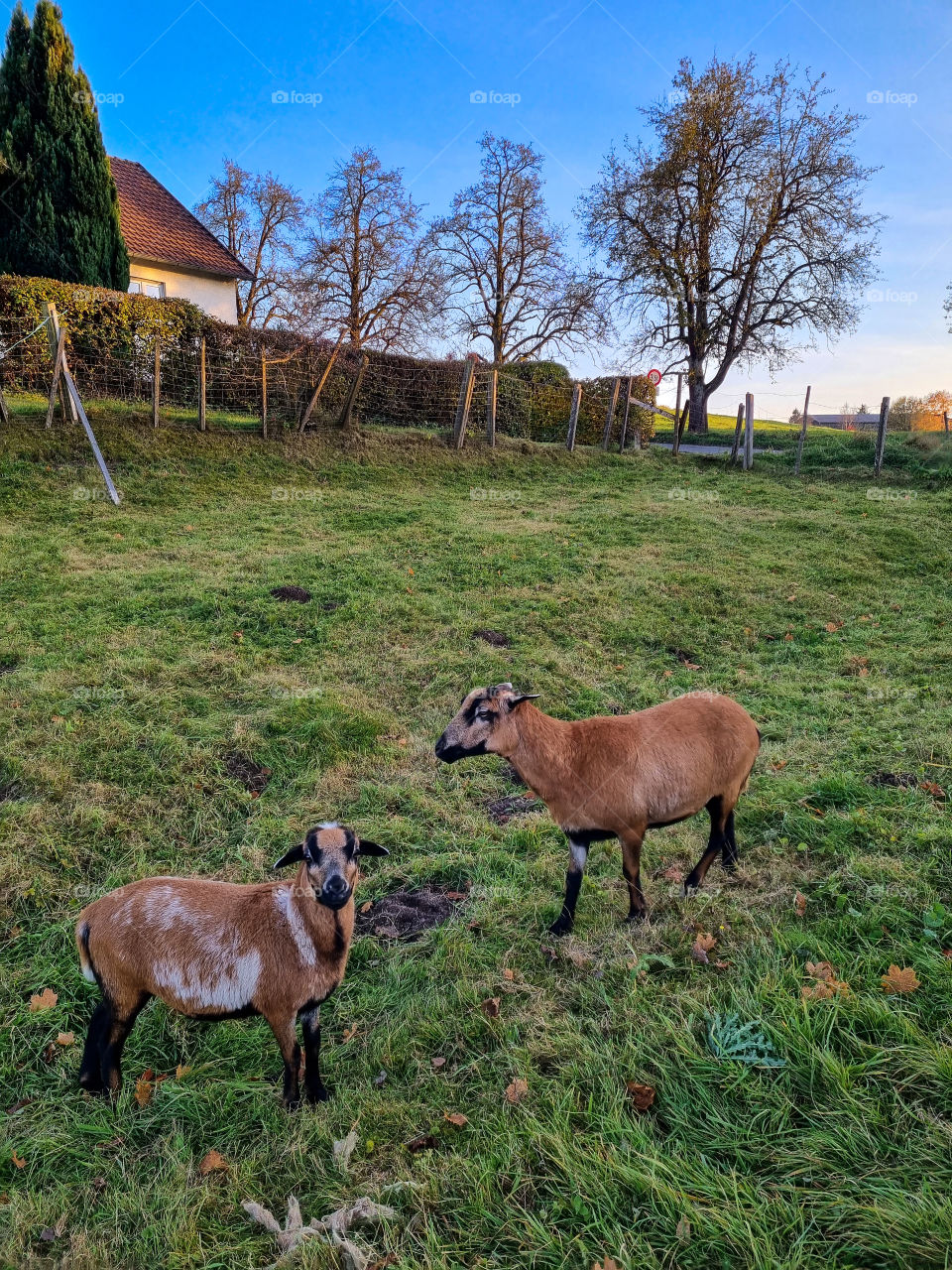 My neighbours have goats and they are so cute and similar, twin goats. The goats have beautiful brown colors. They are always outside enjoying the fresh grass. I don't know how they tell them apart.