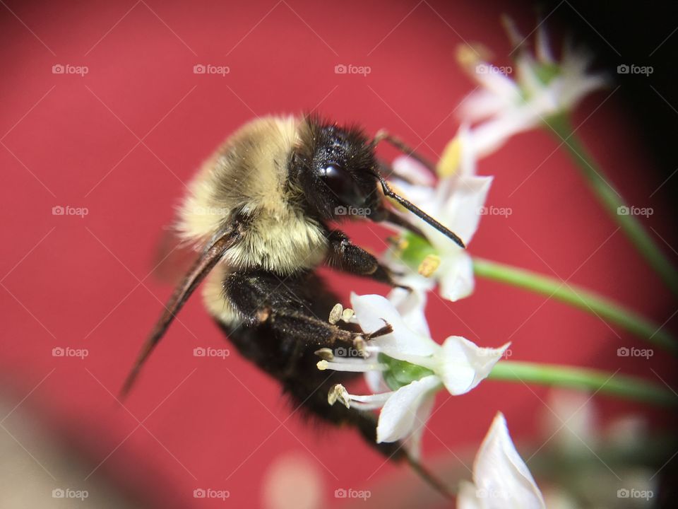 Bee on flower