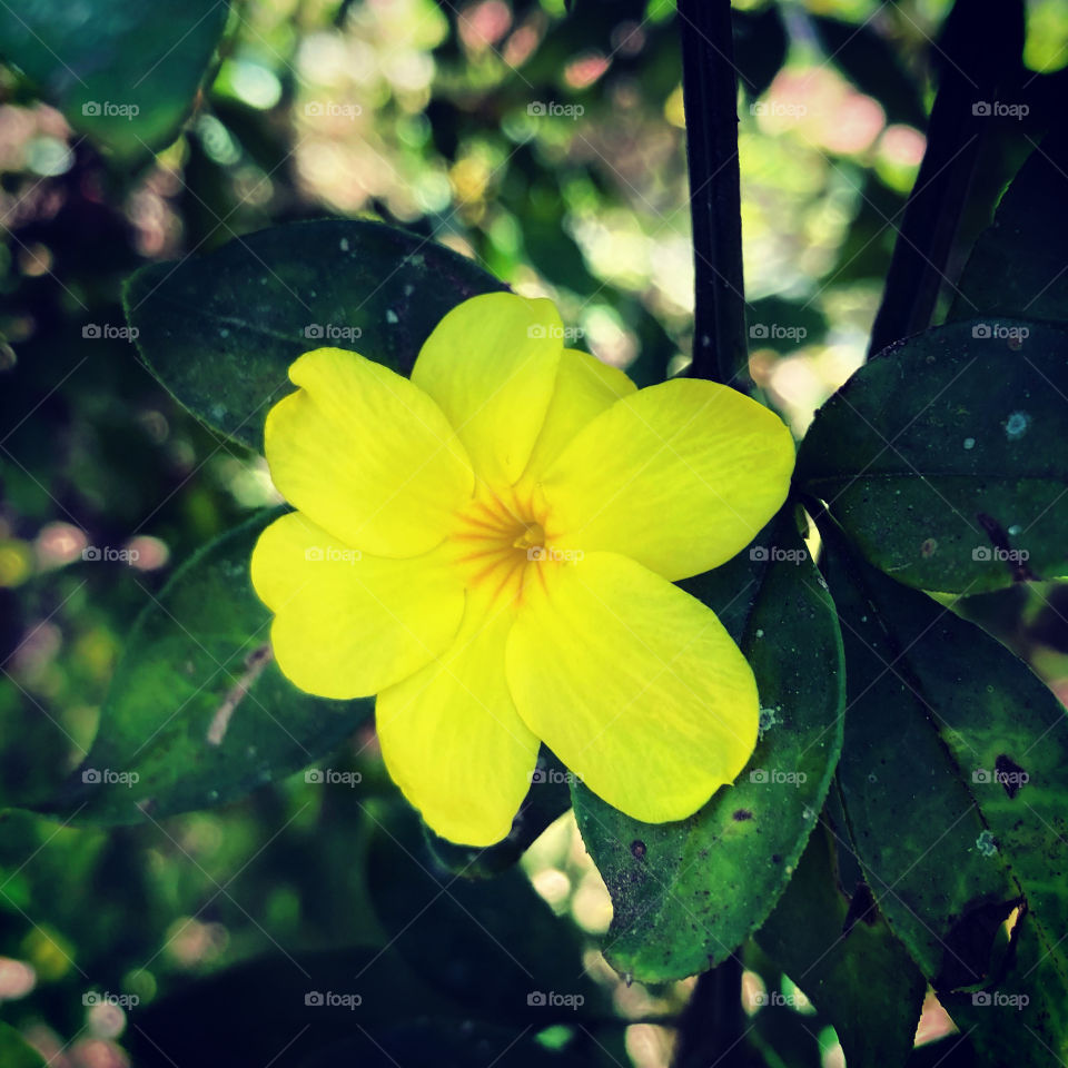 Very delicate flowers to brighten and beautify our day!  Gardening is a great hobby! / Flores muito delicadas, para alegrar e embelezar nosso dia! Jardinagem é um ótimo passatempo!