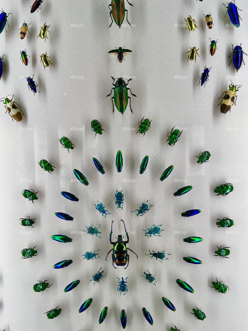 Beetle display @ insectarium 