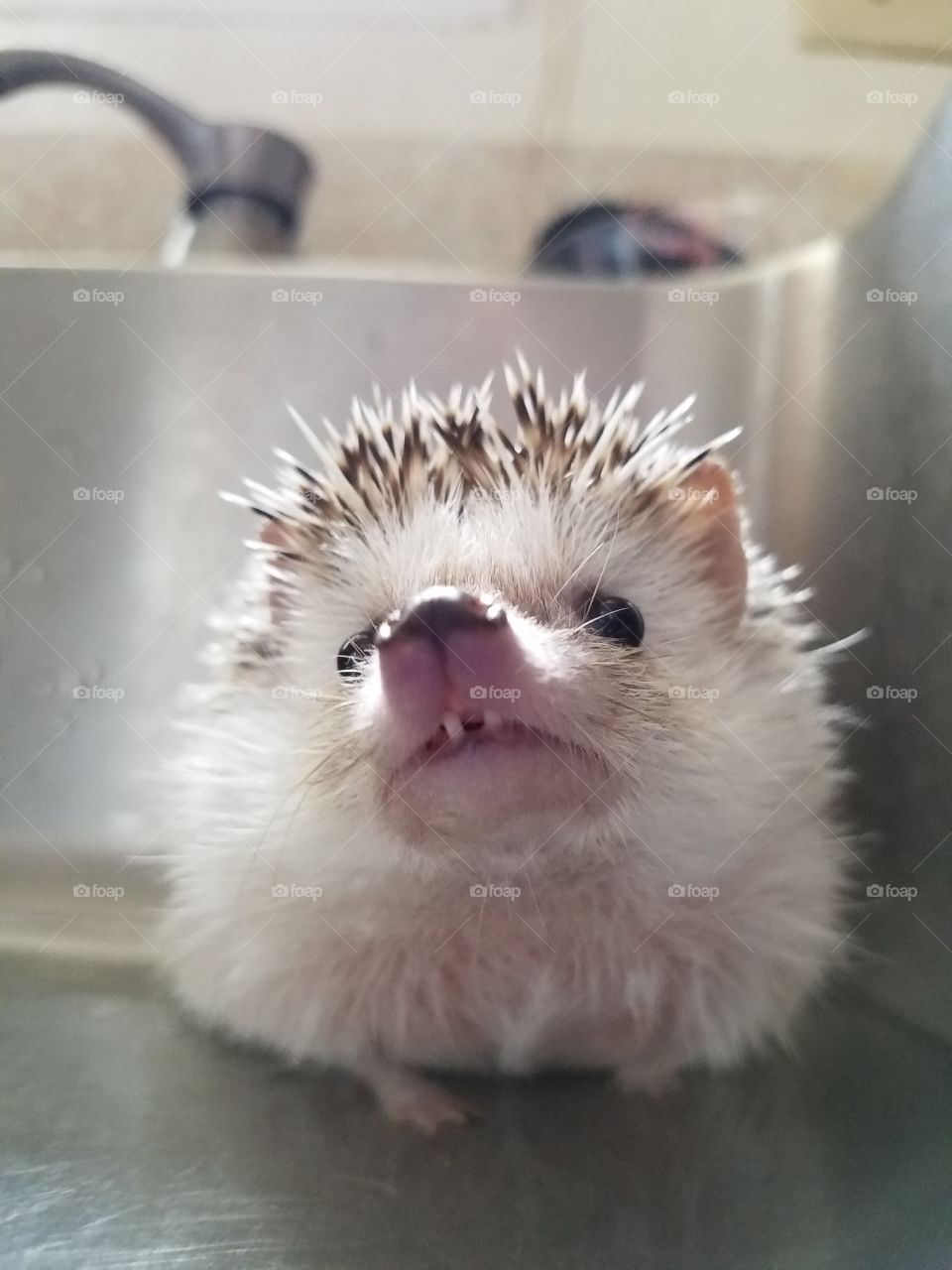 Mr. Neelix Hedgehog showing off his oh so cute tiny gapped teeth during his warm feet bath in the sink.
