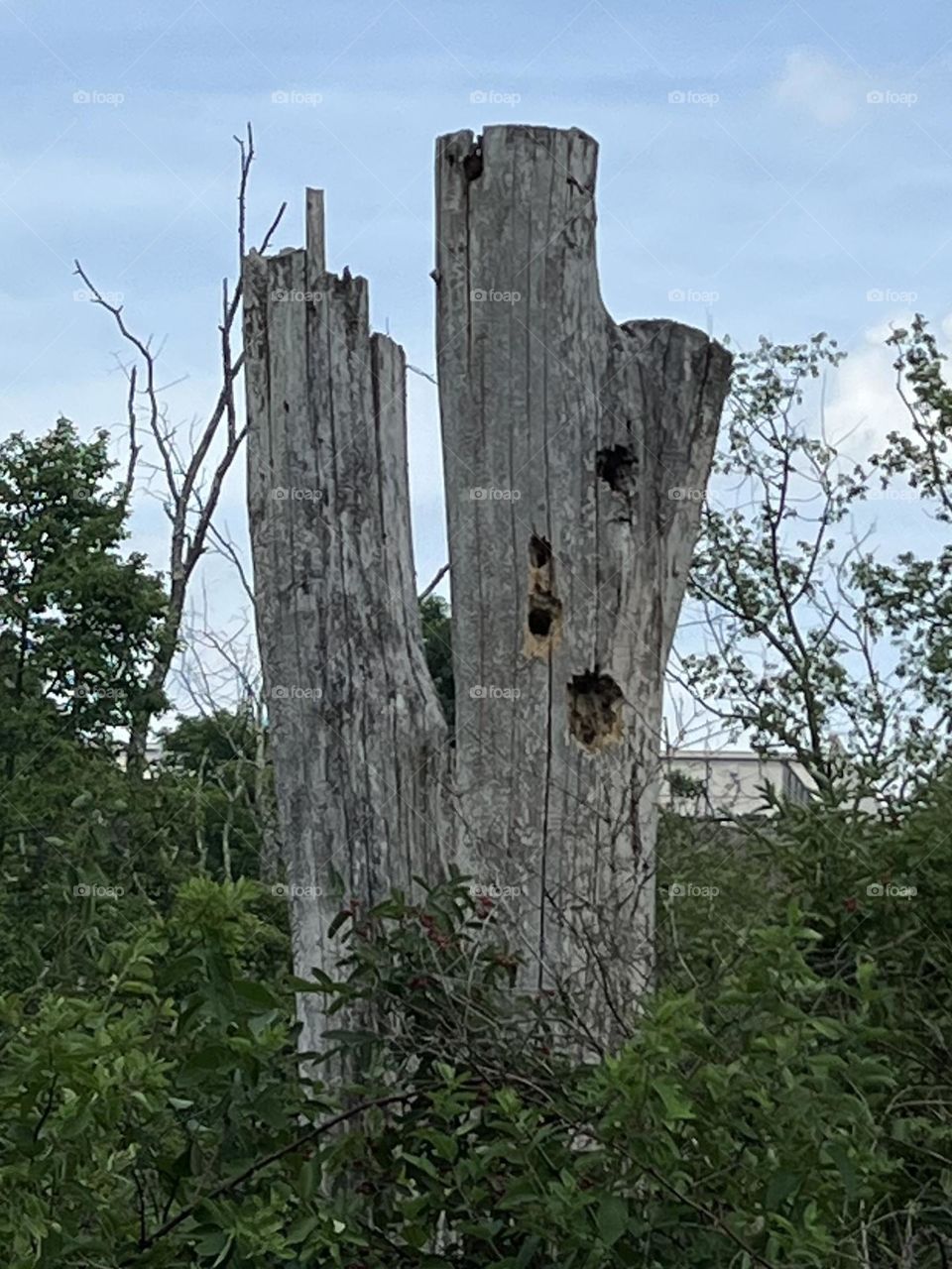 Woodpecker holes