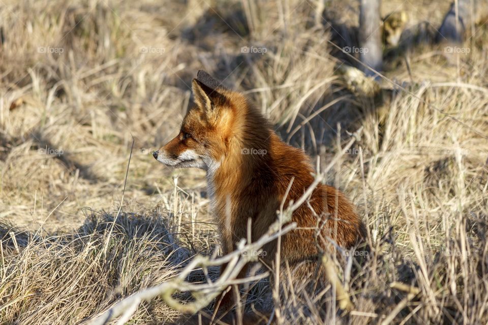 Vulpes vulpes kurdistanica
