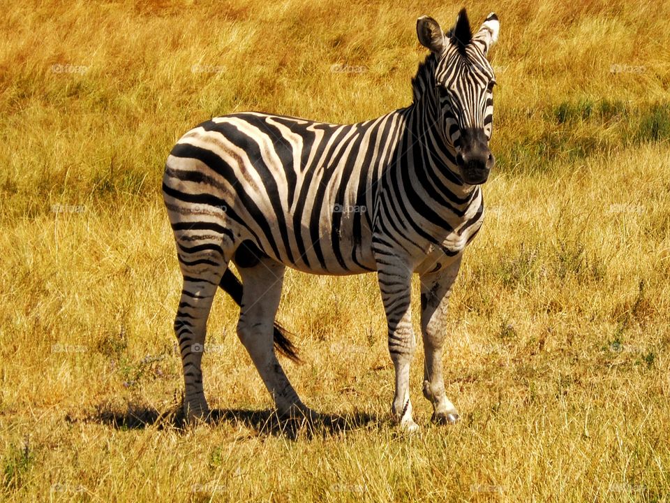 Zebra In The Wild
