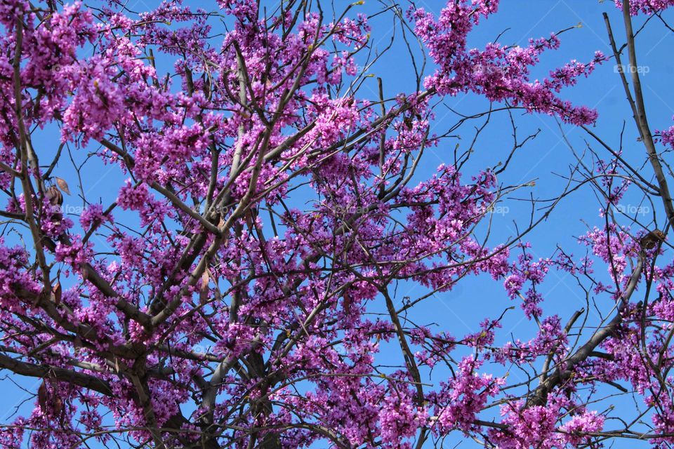 beautiful spring background blossoming tree with purple flowers strewn over the branches. blue spring sky dot sakura.