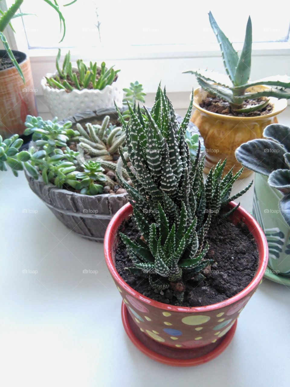 green house plants on a window