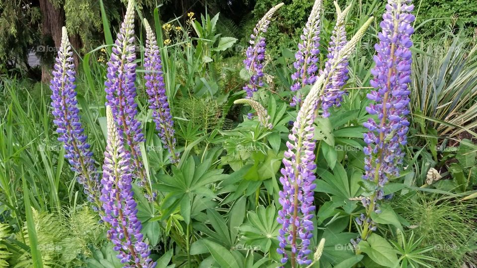 lupin in bloom