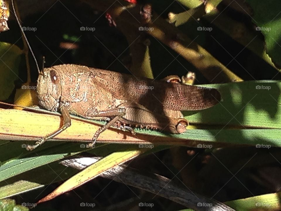 GiaNt grasshopper, Australia 