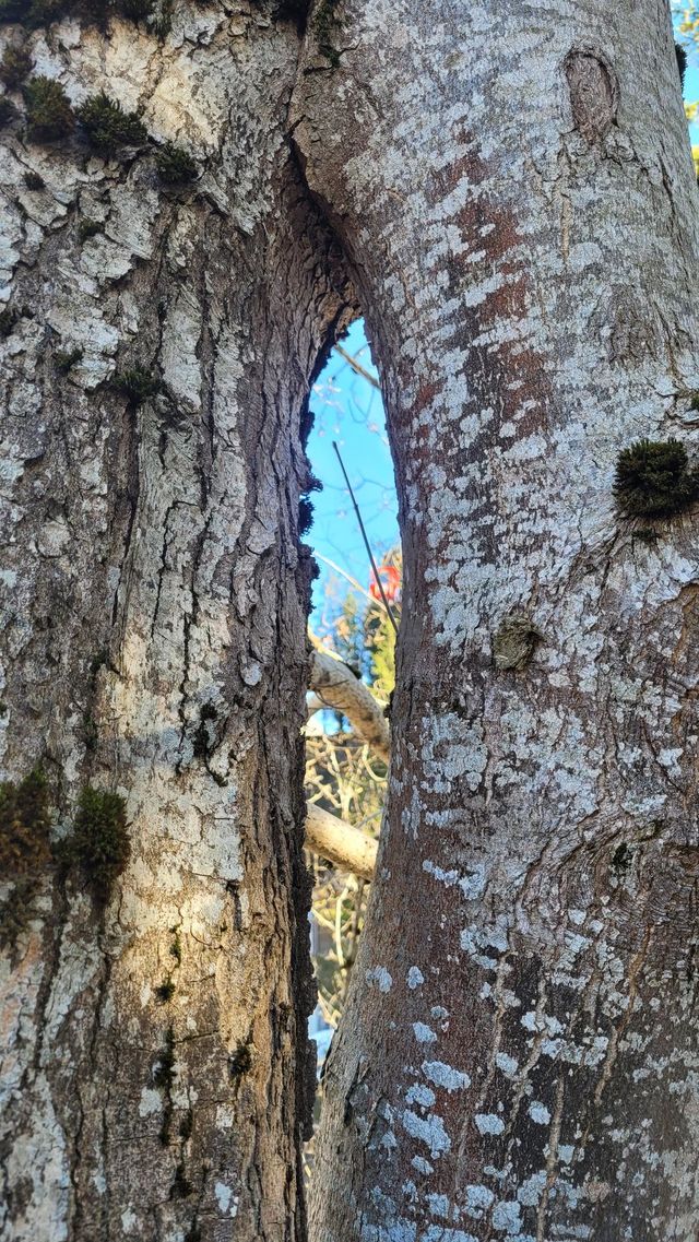 zwilingsbaum • twintree
