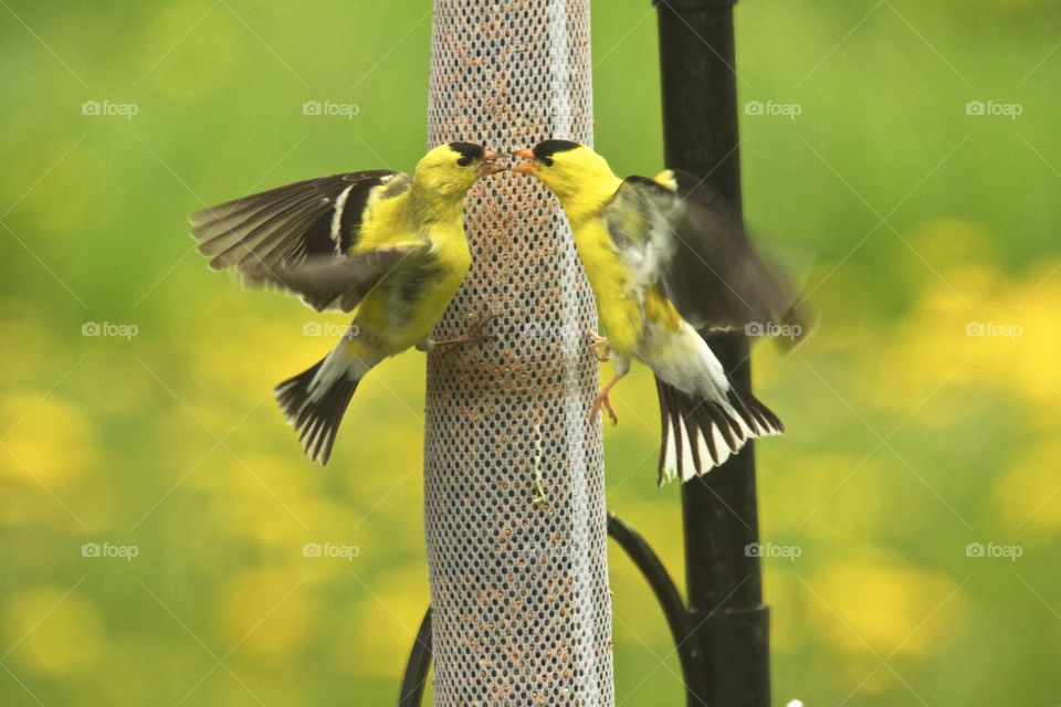 Male yellow birds. Midwest, IL backyard yellow birds fighting