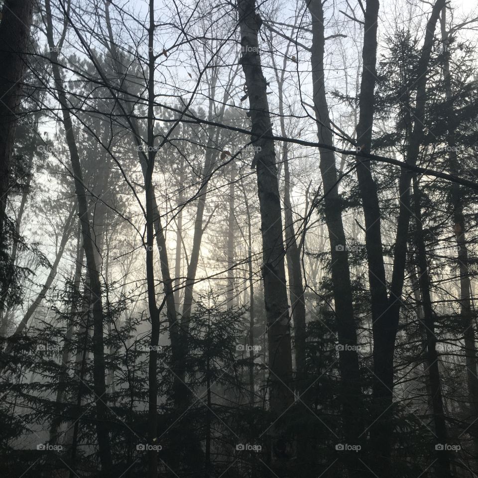 Fog in the woods