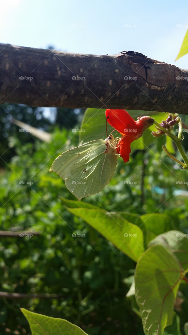 Butterfly in my garden