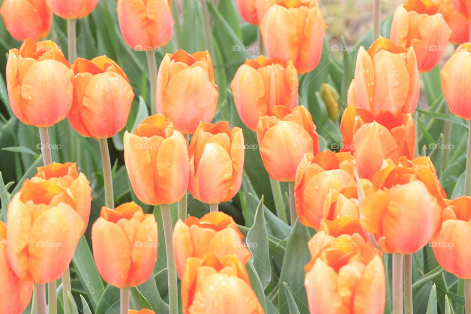 orange tulips