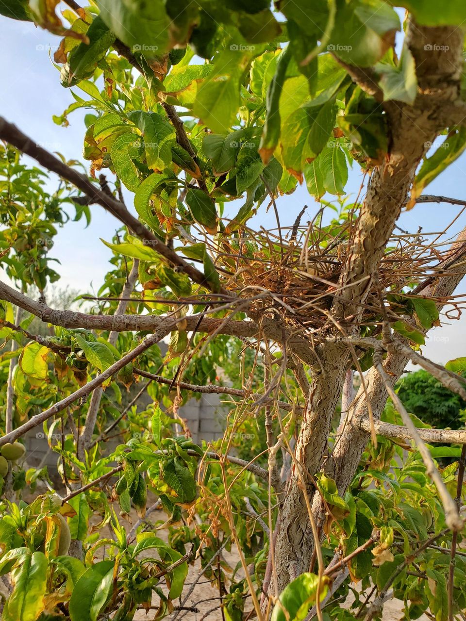 A pigeon nest in a tree in my garden