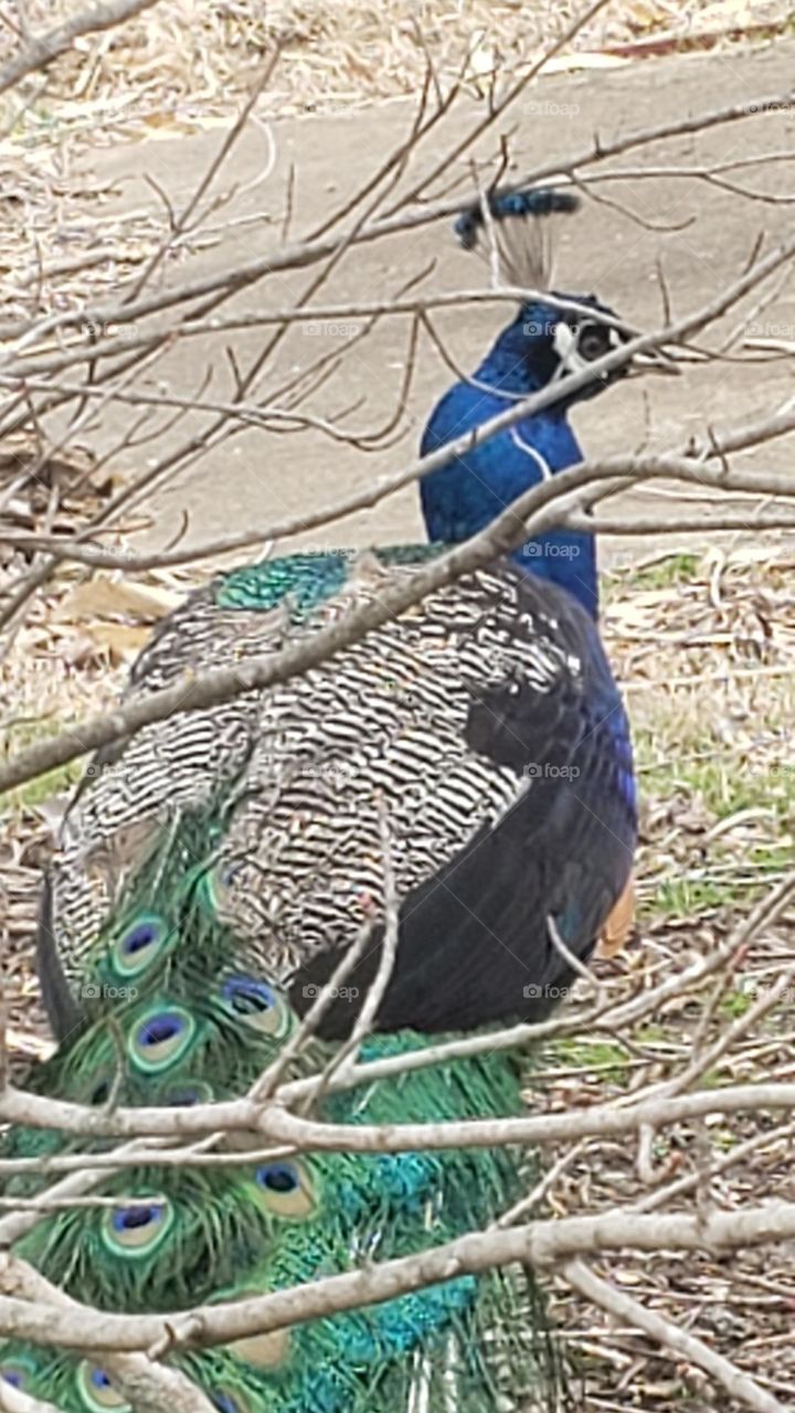 Hidden peacock