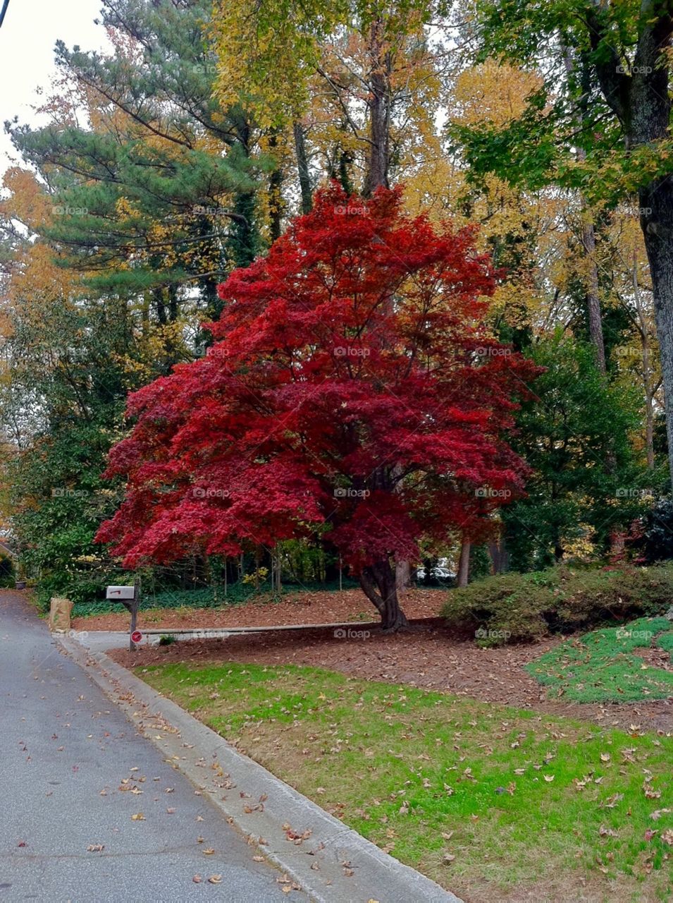 Red tree during the fall.