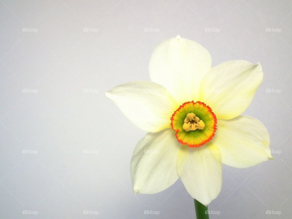 daffodil