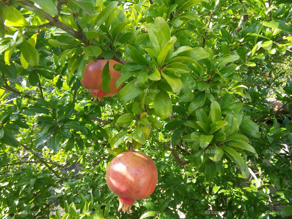 pomegranate. Pomegranate