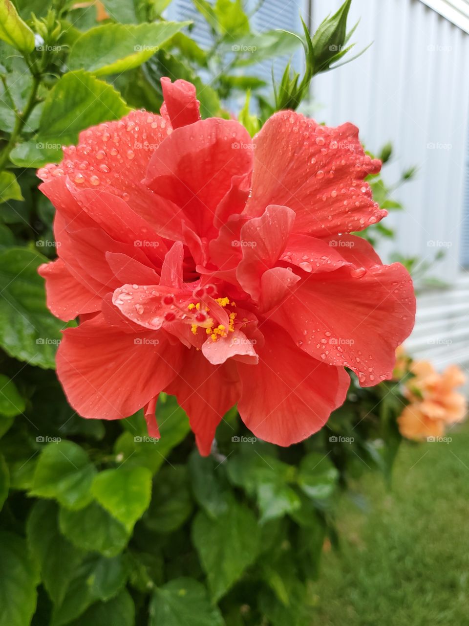 double hibiscus