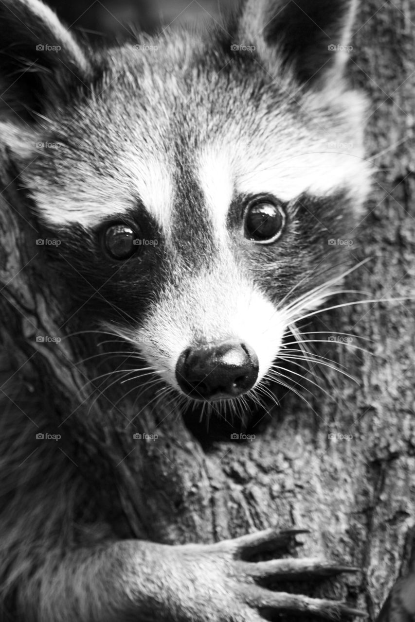 Portrait of a young racoon