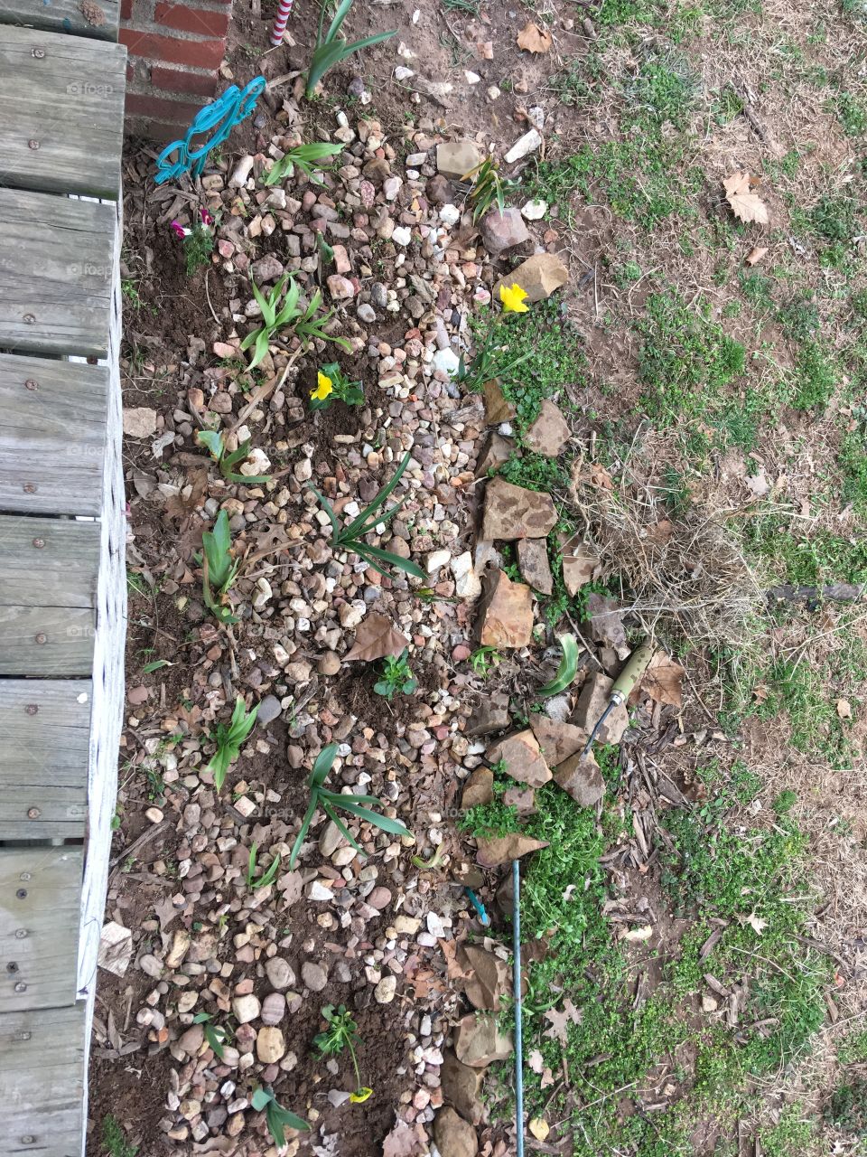 Working on my flower gardens cleaning them out etc. this one has daffodils, day Lilly’s and irises!