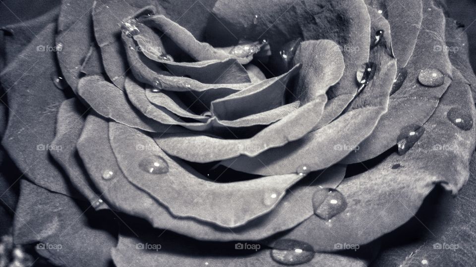 Black and white petals of flower 