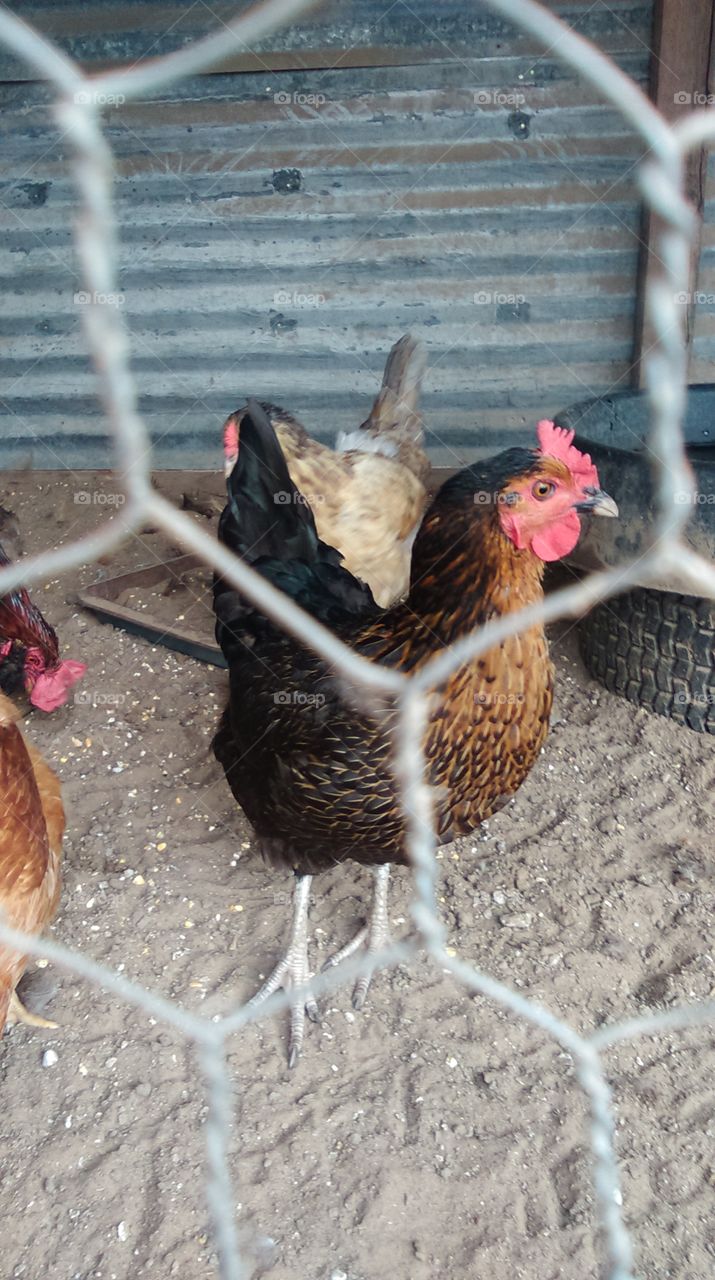 Bird, Poultry, Hen, Farm, Rural