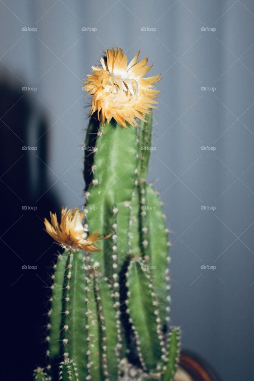 Cactus 