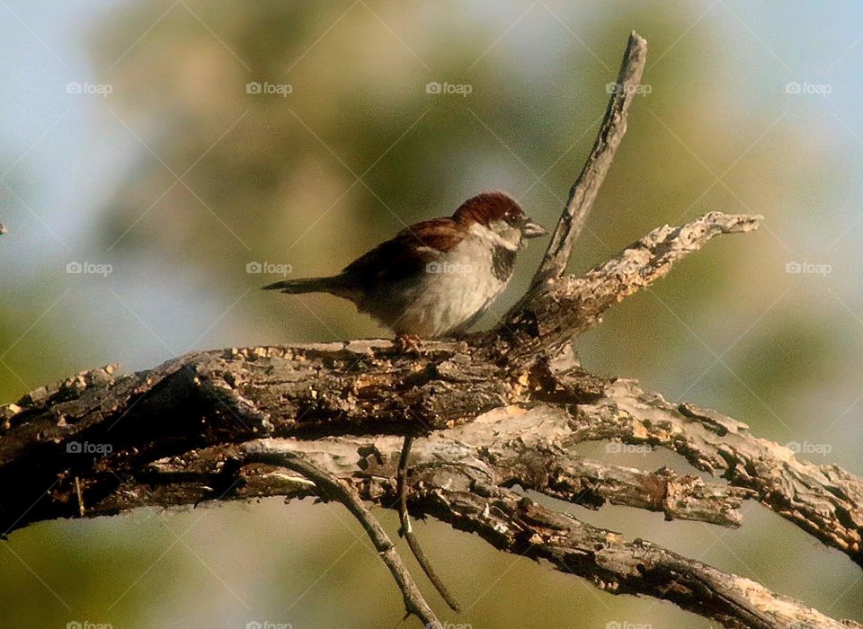 Small Bird on a Branch