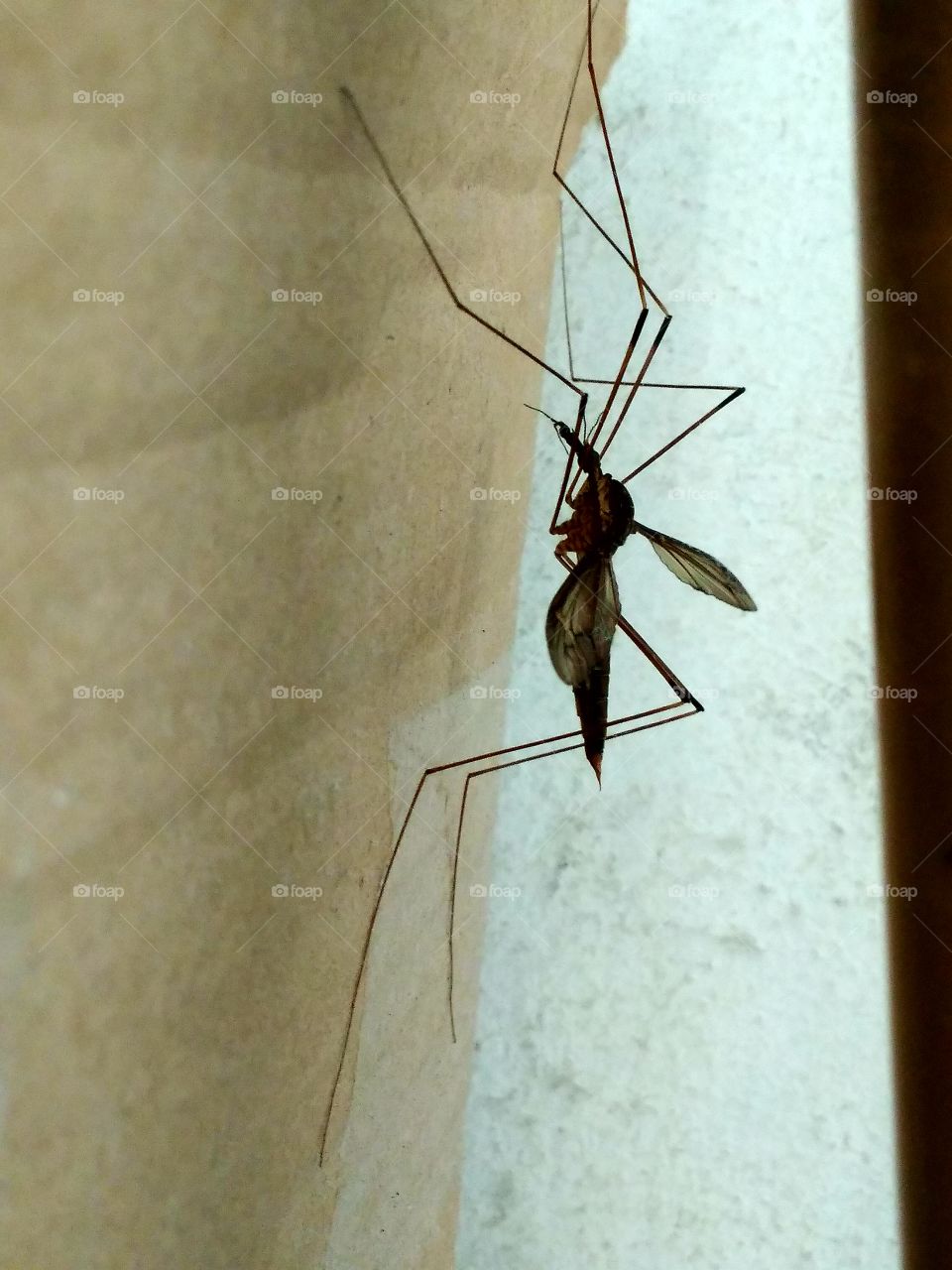 Does this mean insects?