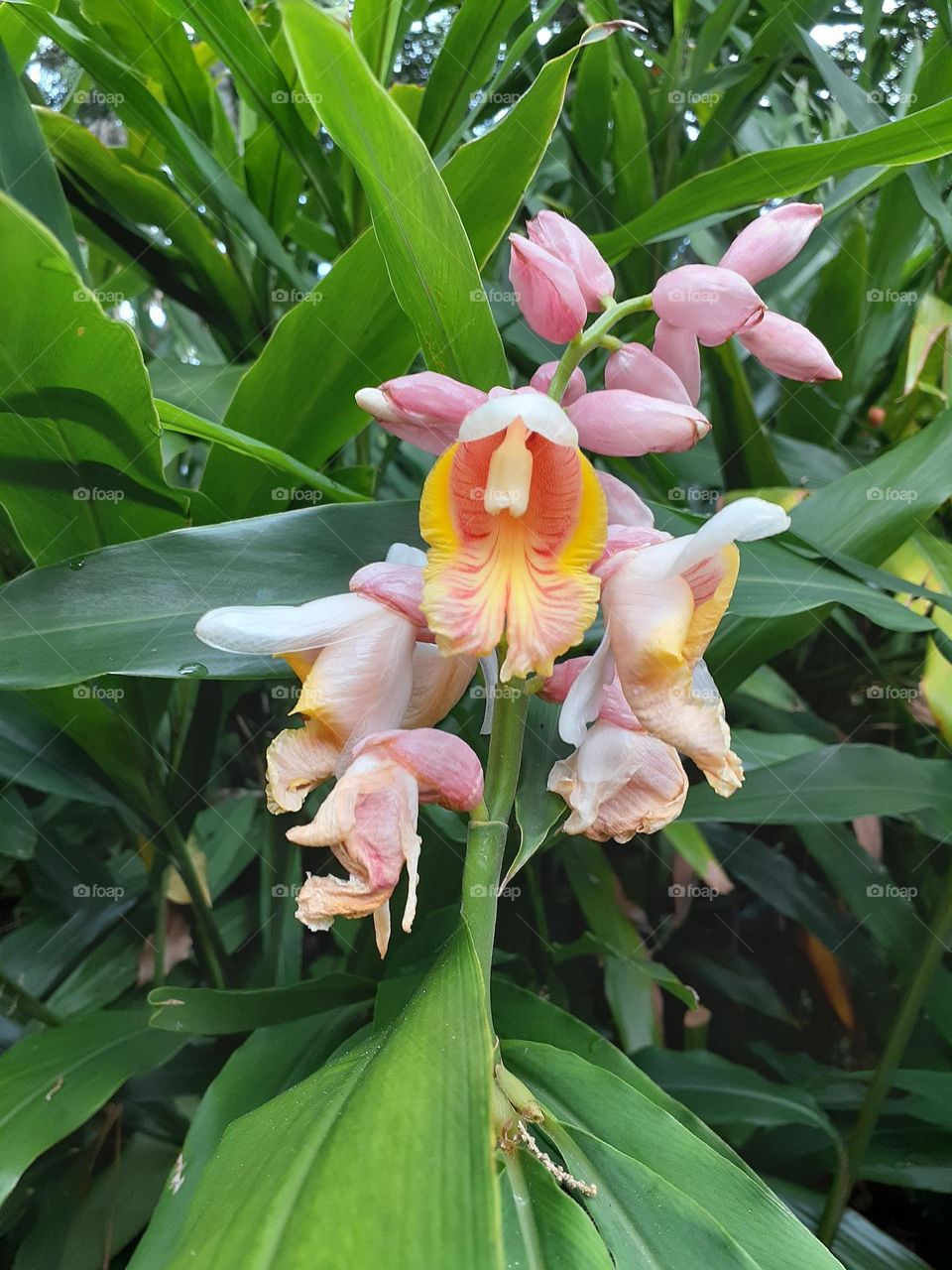 A bloom of Sweet Ginger is blooming on a bush at Mead Botanical Gardens in Winter Park, Florida.