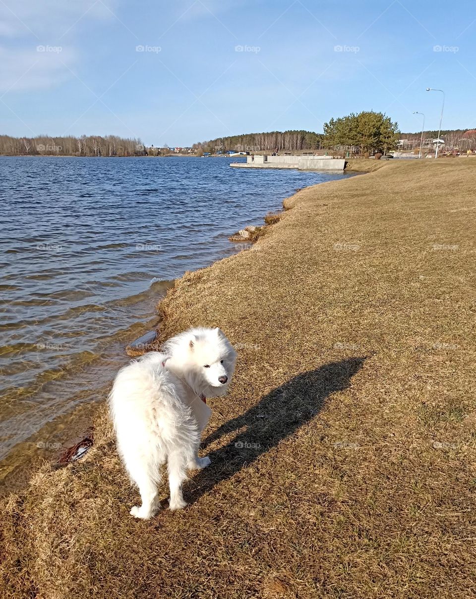 white dog beautiful portrait outdoor, mobile photography