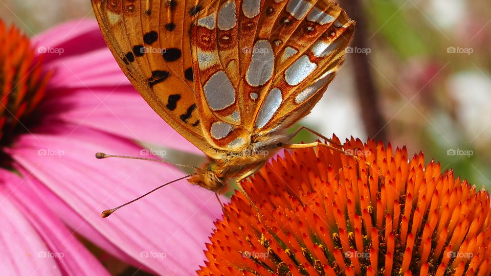 butterfly