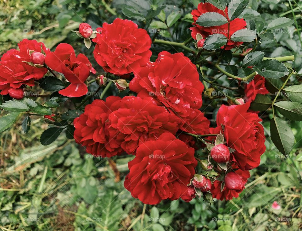 Closeup of beauty roses