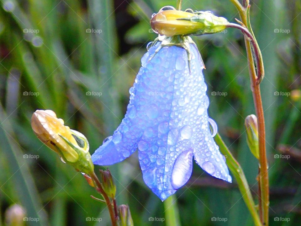 Raindrops and flowers