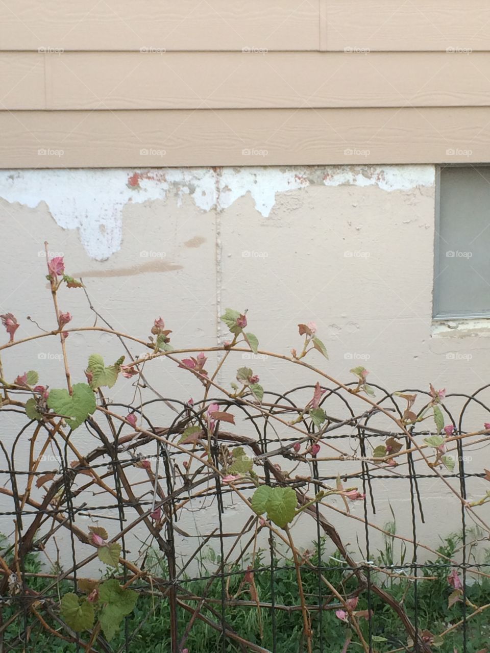 Wall, fence, and grape vines through window.
