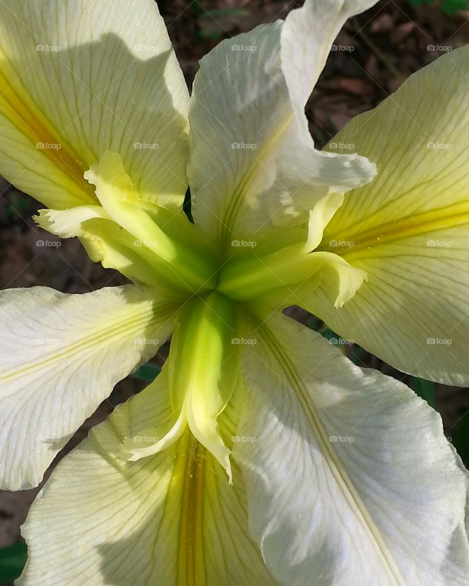 yellow iris