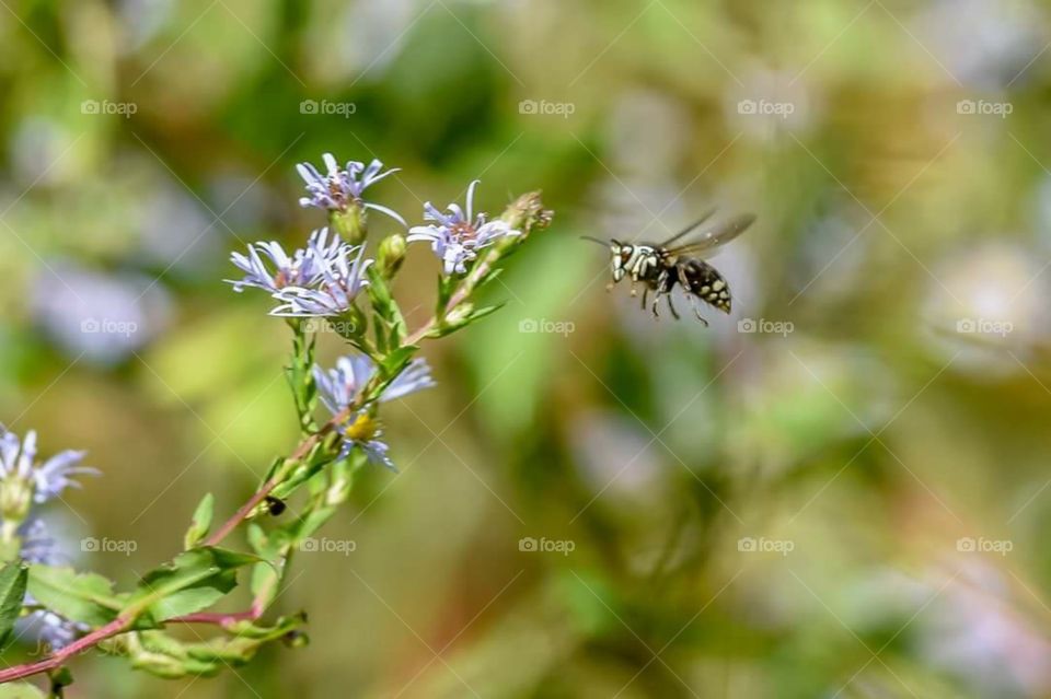 Wasp Flying By Wildflowers