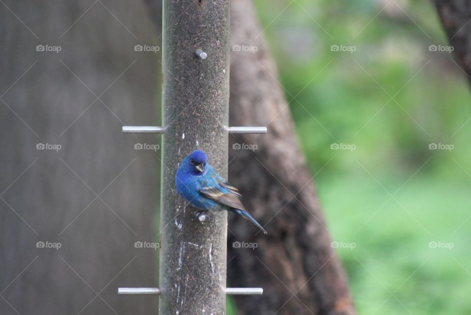 Indigo bunting