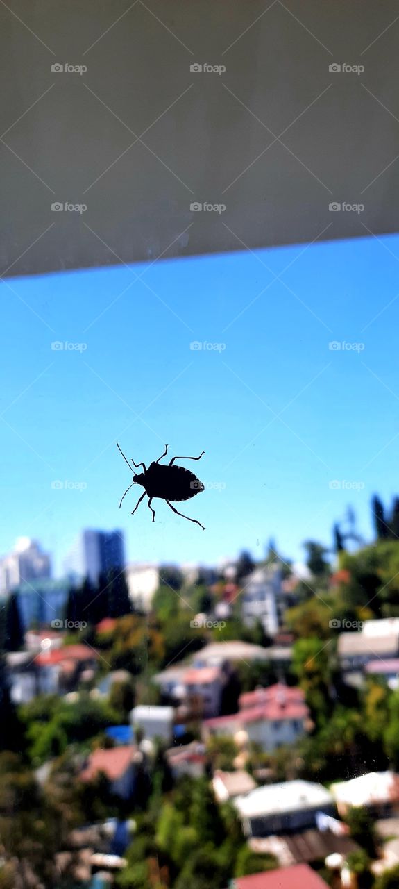 Bedbug on the window.  Close-up.  Mobile photo.