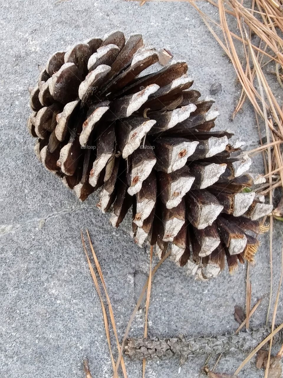 pinecone on the sidewalk