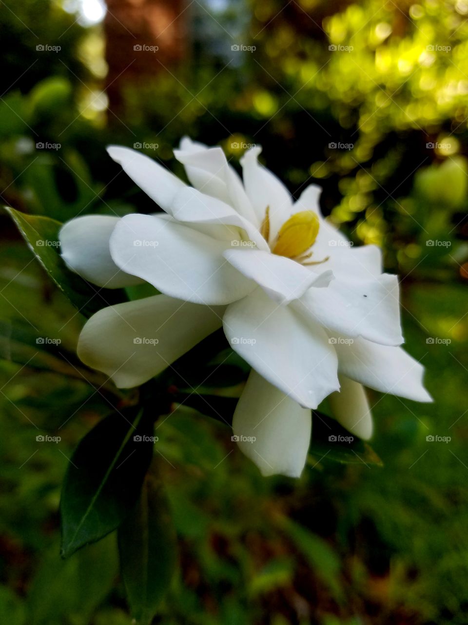 white flower