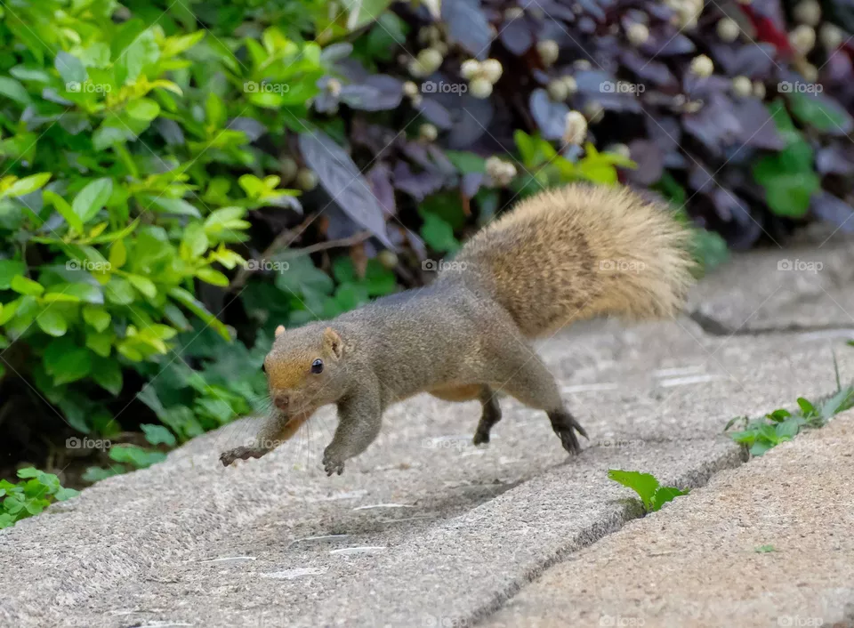 lovely squirrel