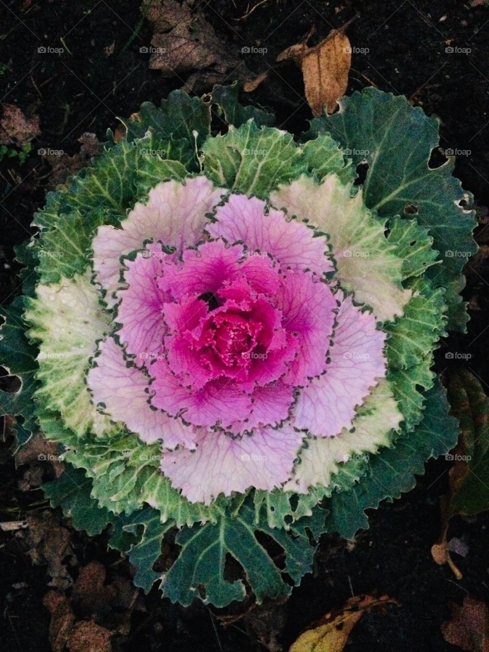 Beautiful cabbage 