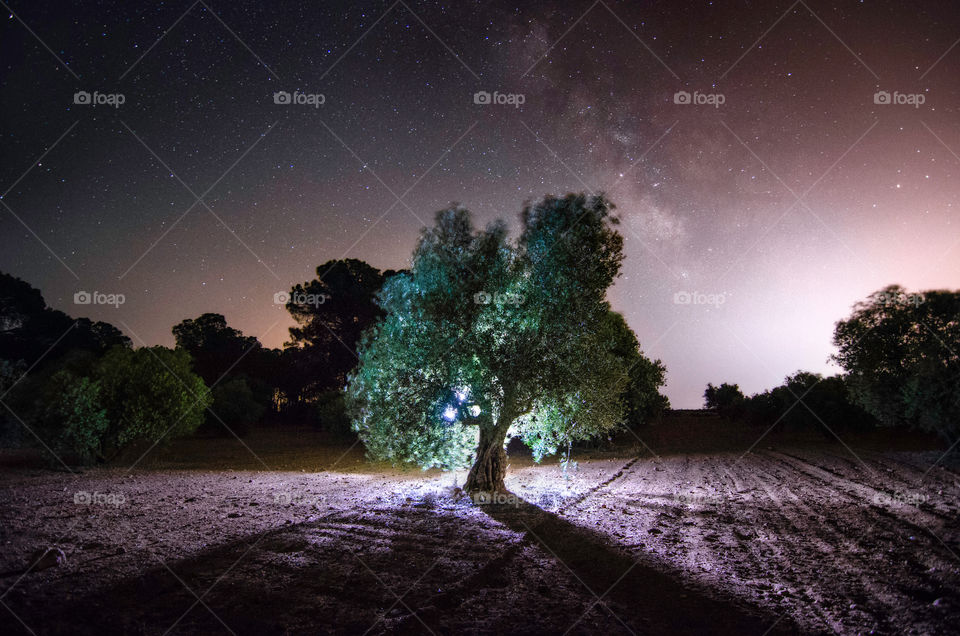 Olive-tree and Milky Way