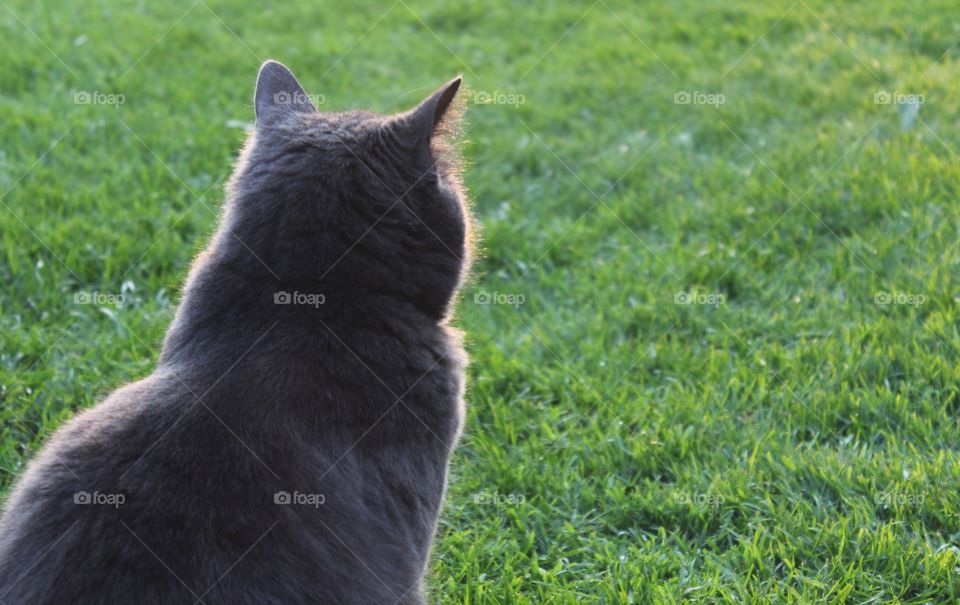 Grey cat in the grass