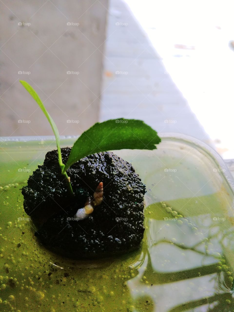 citrus plant with snails bubbles and green water